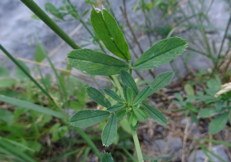 Medicago sativa - Fabaceae